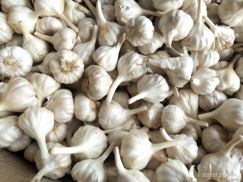 Fresh Garlic