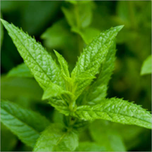 Peppermint Supreme Organic Essential Oil