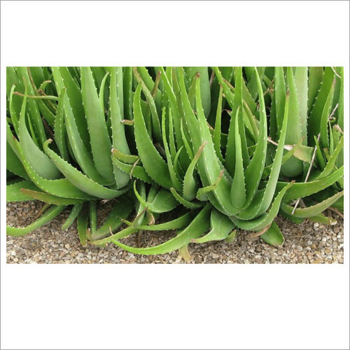 Aloe Vera Plant - Product Type: Organic Product