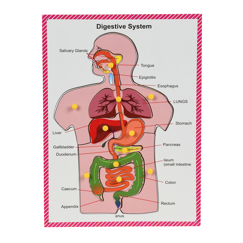 Digestive System Board knob and peg puzzle