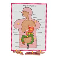 Human Body Digestive System Board