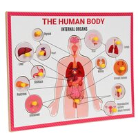 Wooden Internal Body Parts Puzzle