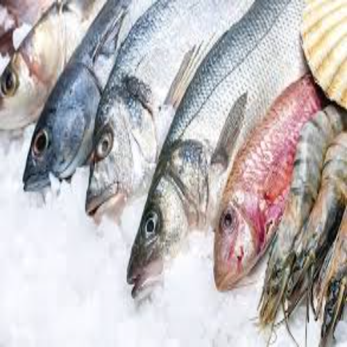 Fish Cold Storage