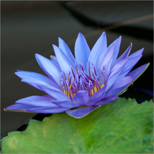 Lotus Flower at Best Price in Nagpur, Maharashtra | V Impex