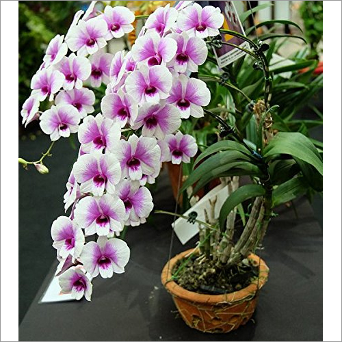 Fresh Flower