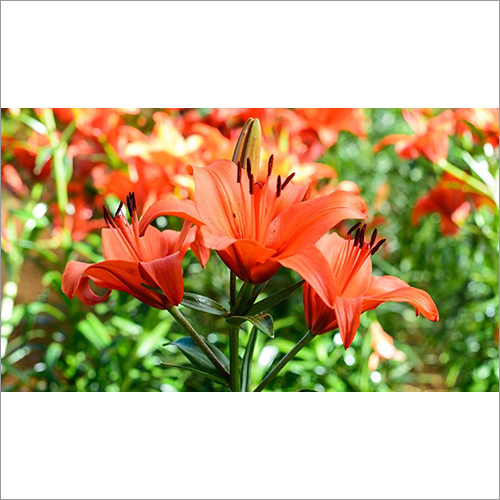 Lilies Flower