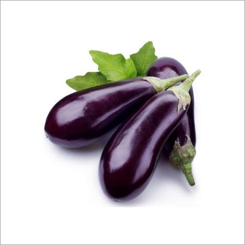 Fresh Brinjal at Best Price in Nagpur, Maharashtra | V Impex