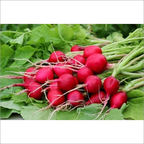 Fresh Radish