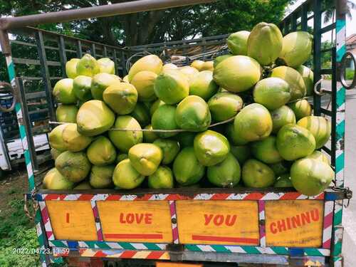 Coconut