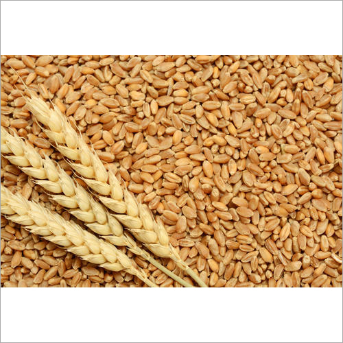 Brown Natural Wheat Grains