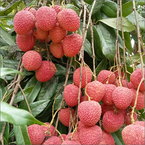 Fresh Litchi