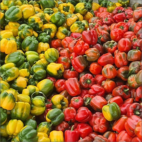 Fresh Mixed Capsicum