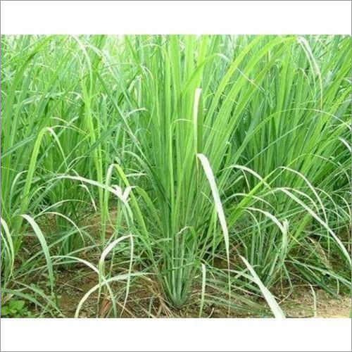 Natural Lemon Grass