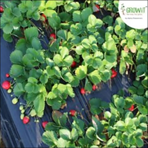 Agricultural Mulch Film