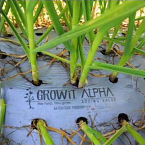 Onion Mulching Sheet