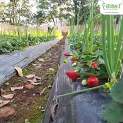 Agricultural Plastic Mulch Film - 400x760 mm | Durable Green Cover for Small Greenhouses