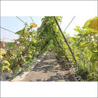 Agri Pet Wire - Large Greenhouse Size | Durable, Eco-friendly Solution For Agricultural Support