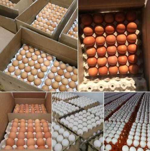 EXPORT QUALITY WHITE EGGS