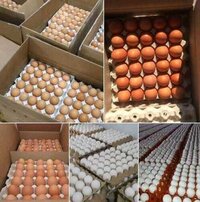 WHITE EGG