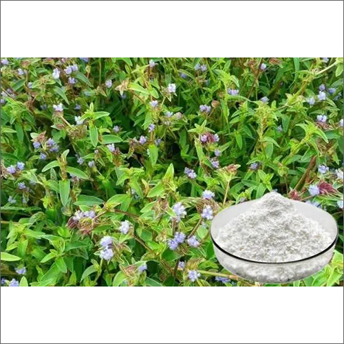 Cyanotis Arachnoidea Extract Ecdysteron Pharmaceutical Raw Materials