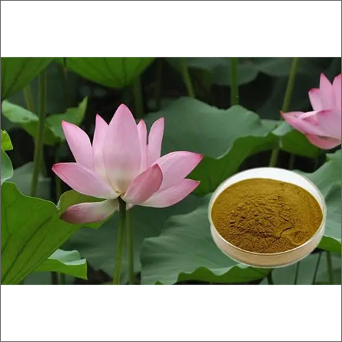 Lotus Leaf Extract Nuciferine Drug And Food Homology Natural Lotus Leaf Extraction