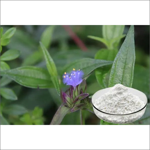 Cyanotis Arachnoidea Extract Beta Ecdysterone 20HE Raw Materials Of Sports Health Products