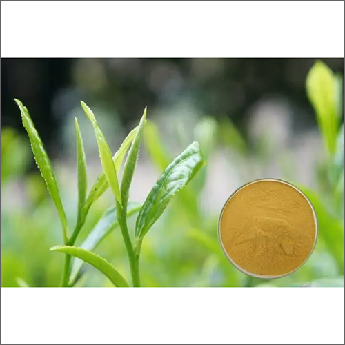 Tea Polyphenols 50% 98% Cas 84650-60-2 Tea Extract