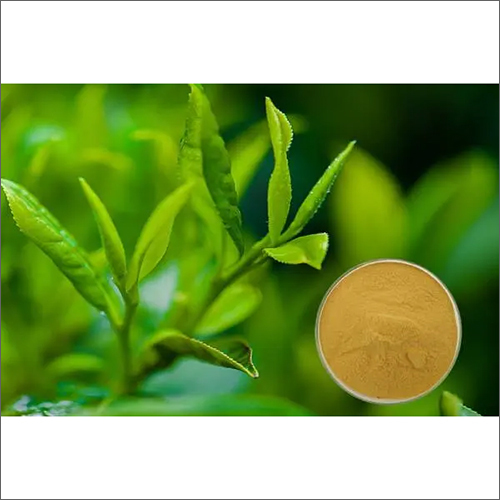 Catechin 90% 98% Tea Extract