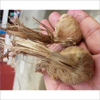 Saffron Bulbs