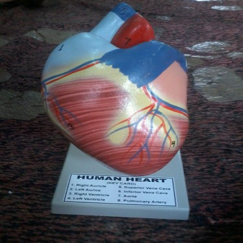 HEART MODEL