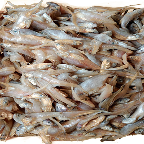 Fresh Amudi Fish