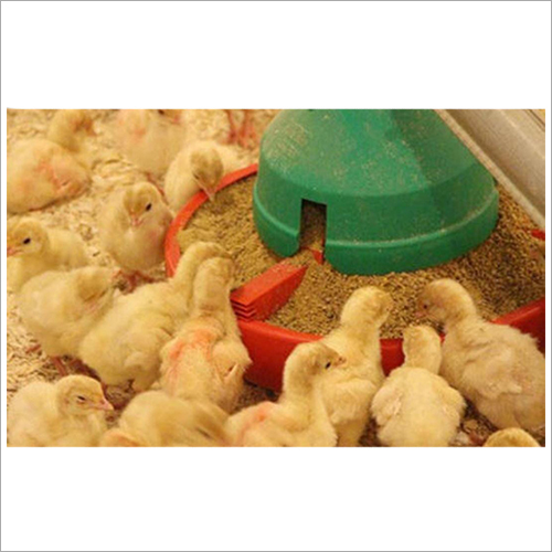 Chick Starter Feed