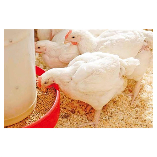 Poultry Feed For Broilers