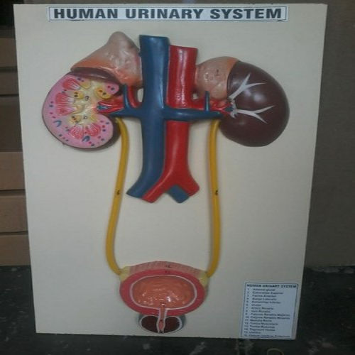 HUMAN URINARY SYSTEM