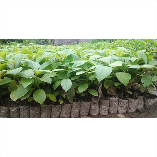 Green Teak (Saginaw) Plants