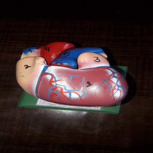 human heart model