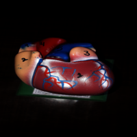 human heart model