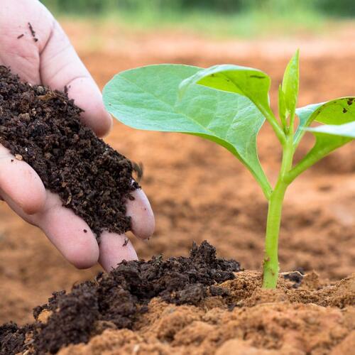 Organic Fertilizer vermicompost