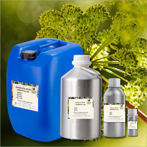 Angelica Root Essential Oil