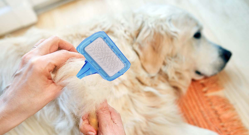 Pet Grooming Brush - Capability: Effective Removal Of Loose Fur And Dirt