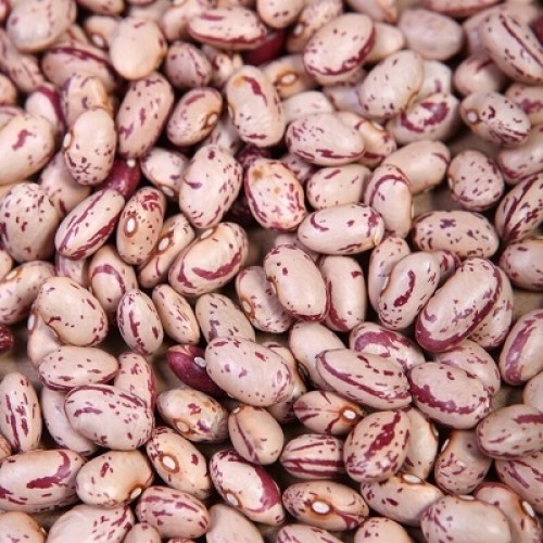 Organic Speckled Kidney Bean