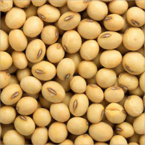 Yellow Soya Beans