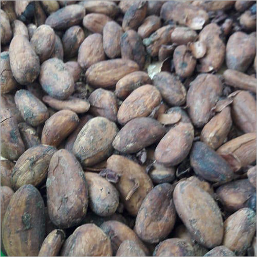 Cocoa Beans - Color: Brown