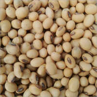Soya Beans - Color: White