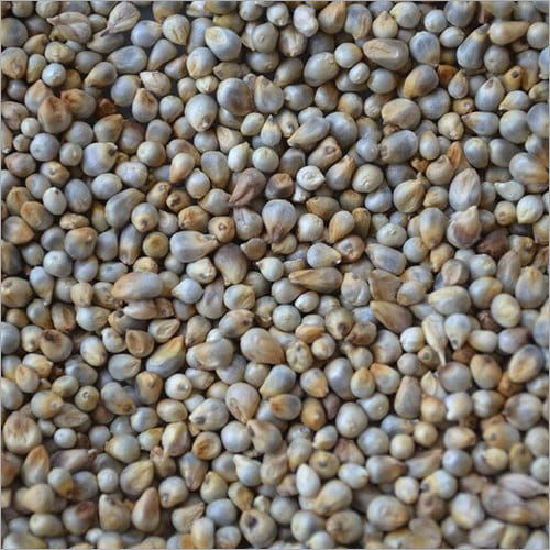 Pearl Millet