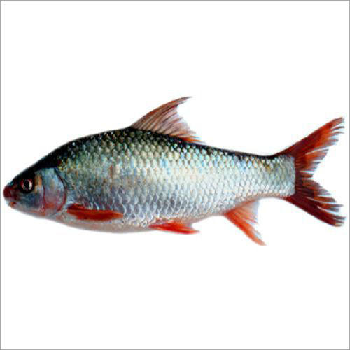 Mrigal Fish