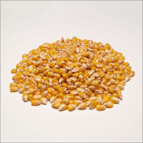 Common Yellow Maize