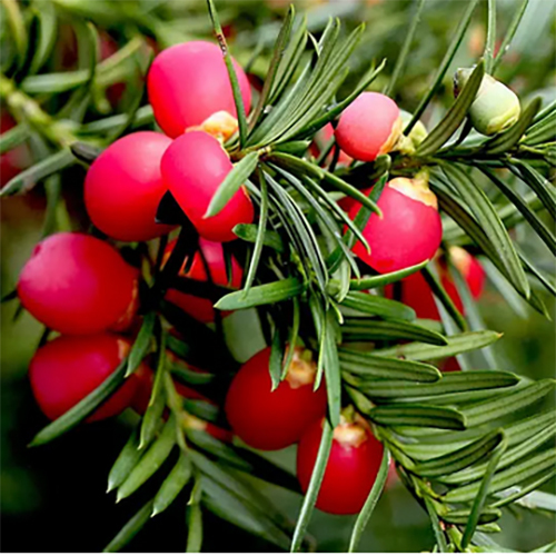 Yew Extract Impurity Baccatine III 90-98%