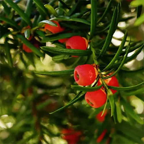Docetaxel CAS 114977-28-5  Taxus Chinensis Extract