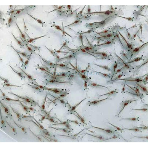 Vannamei Shrimp Seeds